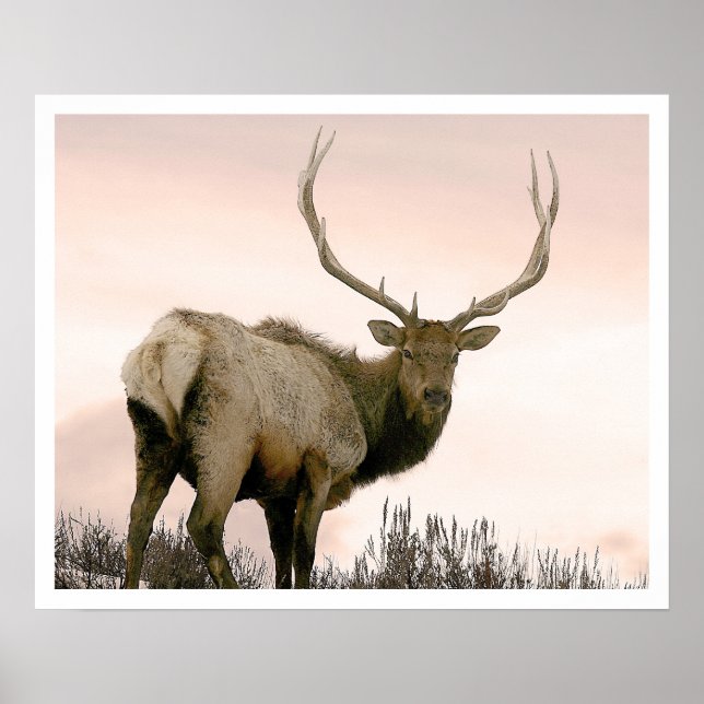 Elk Poster (Framsidan)