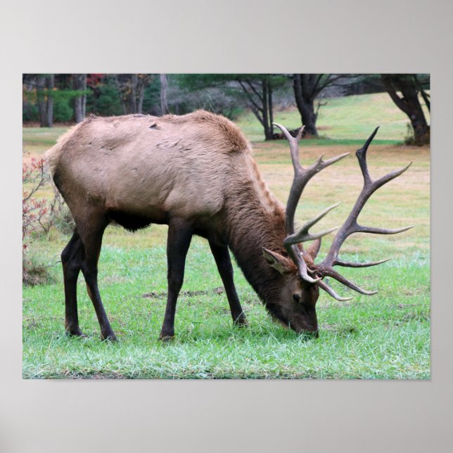 Elk Poster (Framsidan)