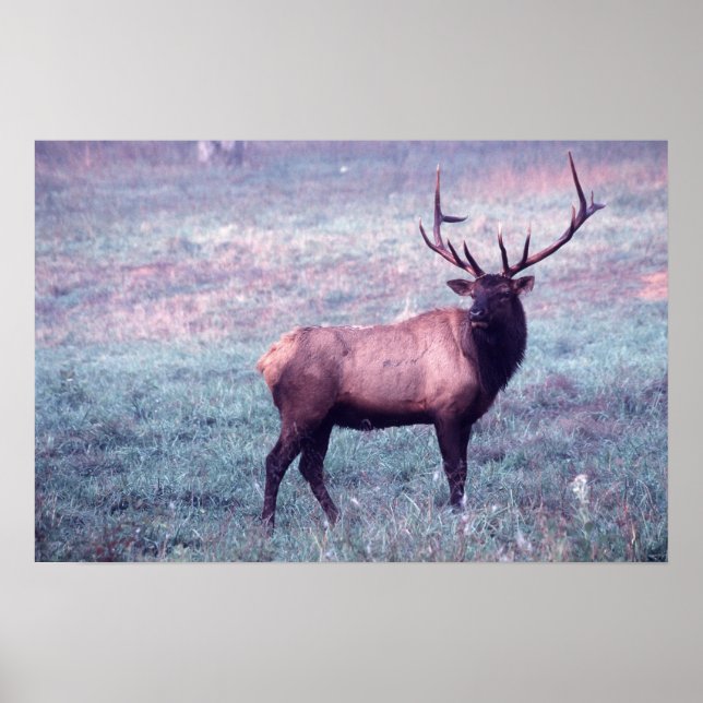 Elk Print w/o Gräns Poster (Framsidan)