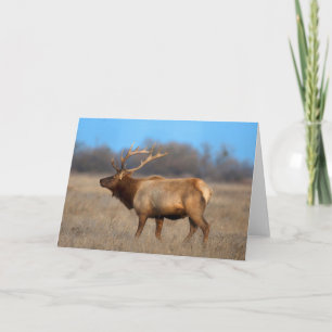 Elk-profil på hösten kort