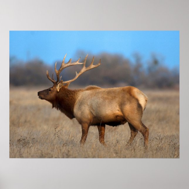 Elk-profil på hösten poster (Framsidan)