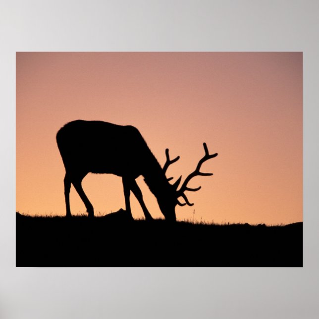 Elk | Rocky mountains nationalpark, Colorado Poster (Framsidan)