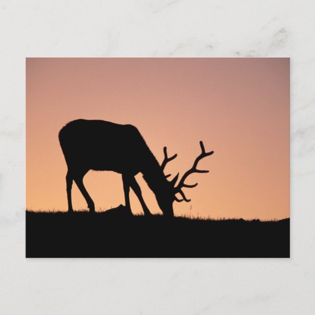Elk | Rocky mountains nationalpark, Colorado Vykort (Framsida)