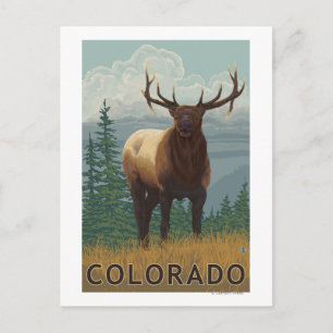 Elk SceneColorado Vykort