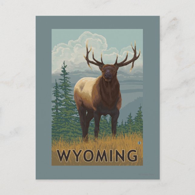 Elk SceneWyoming Vykort (Framsida)