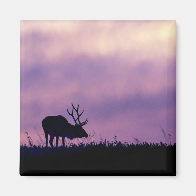 Elk Silhouette vid Sunset Magnet (Framsidan)