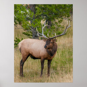 Elk Sjö Village Yellowstone nationalpark Wyoming Poster