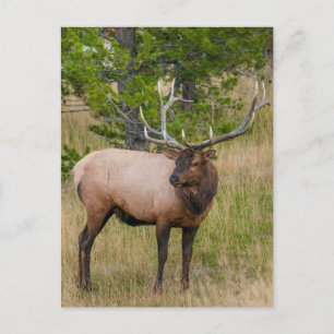 Elk Sjö Village Yellowstone nationalpark Wyoming Vykort