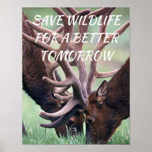 Elk, Spara Wildlife för en bättre morgondagens nat Poster