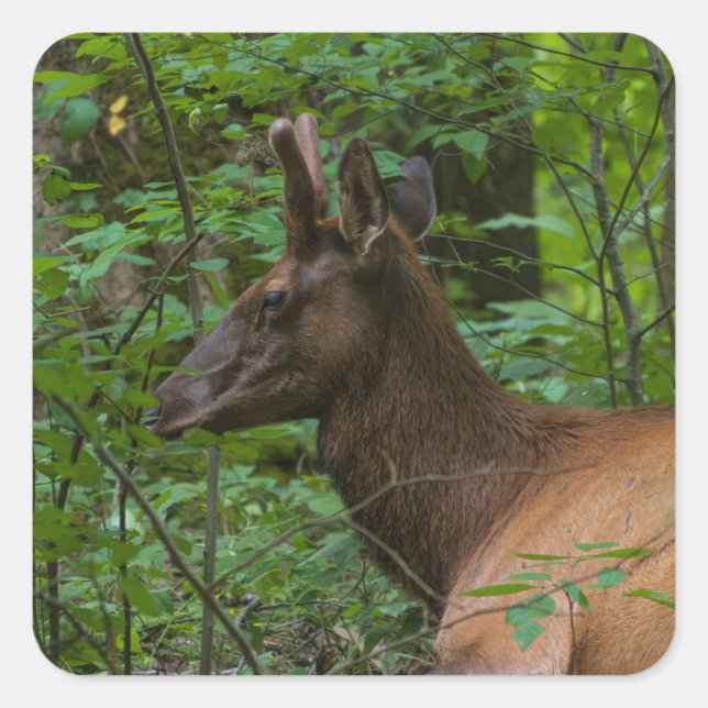 Elk Sticker Fyrkantigt Klistermärke (Framsida)