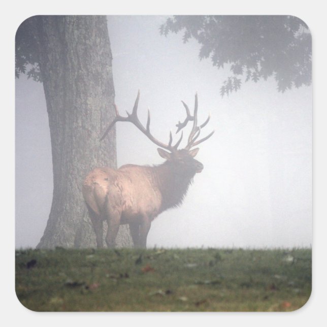 Elk Stickers Fyrkantigt Klistermärke (Framsida)
