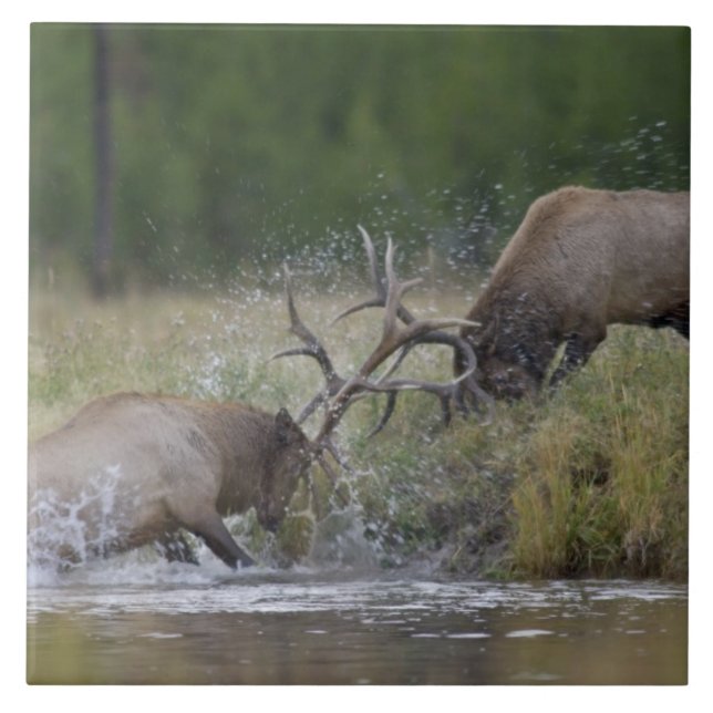 Elk Tjurfäktning, Yellowstone NP, Wyoming Kakelplatta (Framsidan)