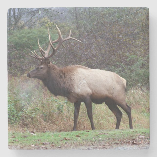 Elk Underlägg (Framsidan)
