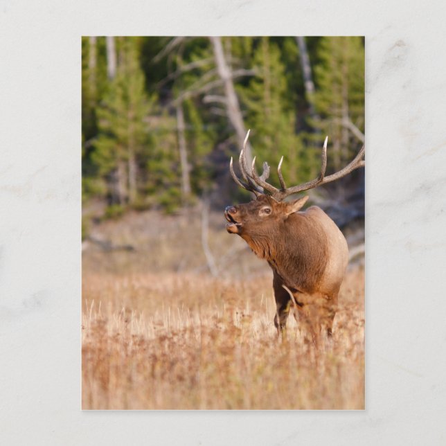 Elk Vykort (Framsida)