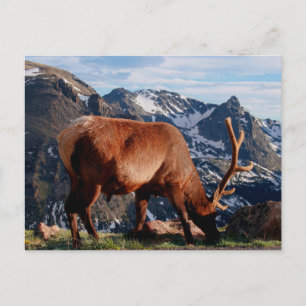 Elk Vykort