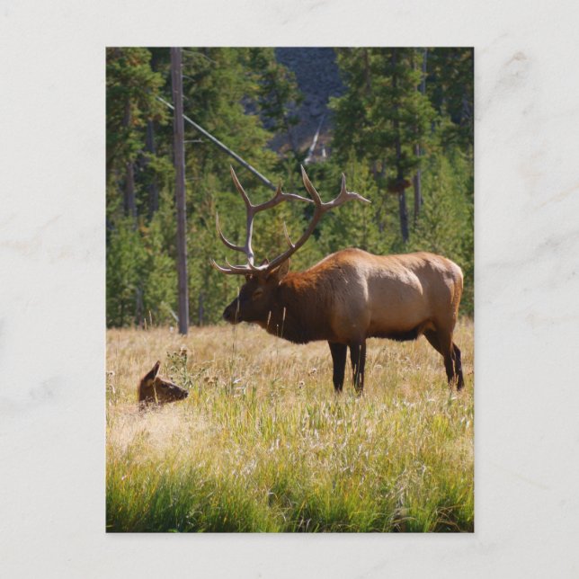 Elk Vykort (Framsida)