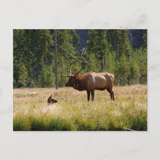 Elk Vykort (Framsida)