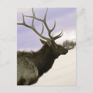 Elk Vykort