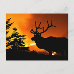 Elk Vykort