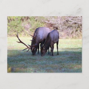 Elk-vykort Vykort