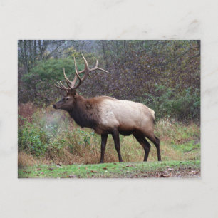 Elk-vykort Vykort