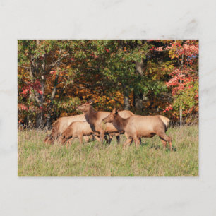 Elk-vykort Vykort