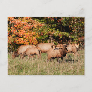 Elk-vykort Vykort