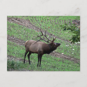 Elk-vykort Vykort