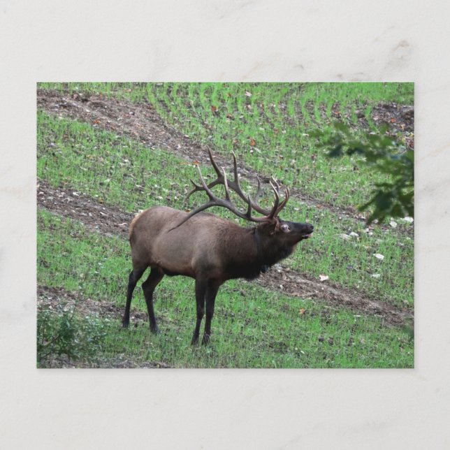 Elk-vykort Vykort (Framsida)