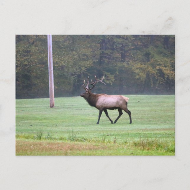 Elk-vykort Vykort (Framsida)