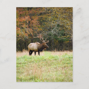 Elk-vykort Vykort