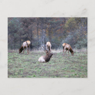 Elk-vykort Vykort