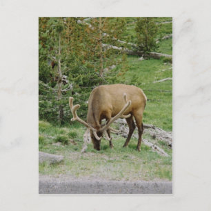 Elk with Velvet Antlers Vykort