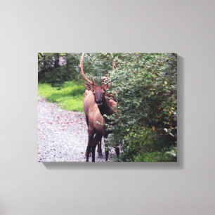 Elk Wrapped Canvas