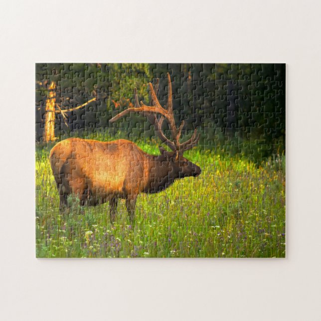 Elk Yellowstone Montana. Pussel (Horisontell)
