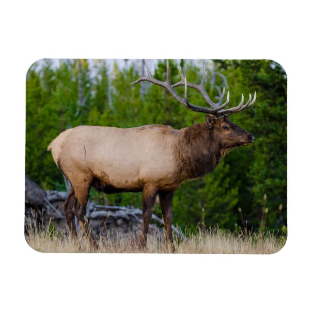 Elk | Yellowstone National Park, Wyoming Magnet (Horisontell)