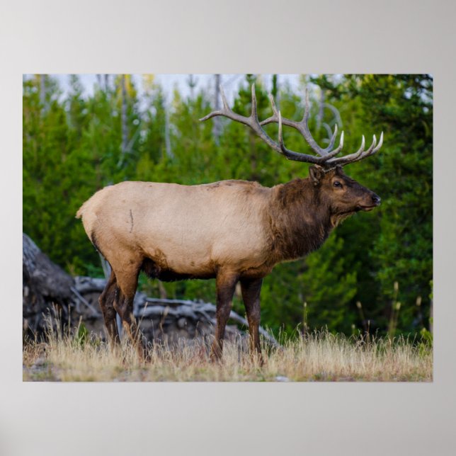 Elk | Yellowstone National Park, Wyoming Poster (Framsidan)