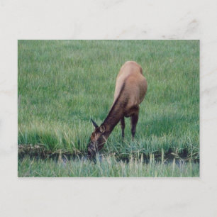 Elk-Yellowstone Vykort
