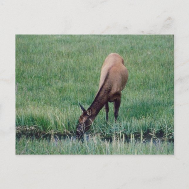 Elk-Yellowstone Vykort (Framsida)