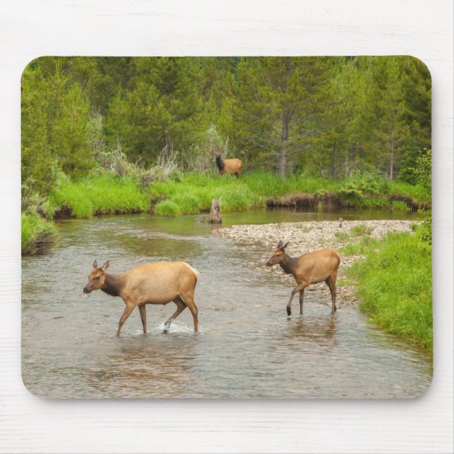 Elks Crossing the Colorado River Musmatta (Framsidan)
