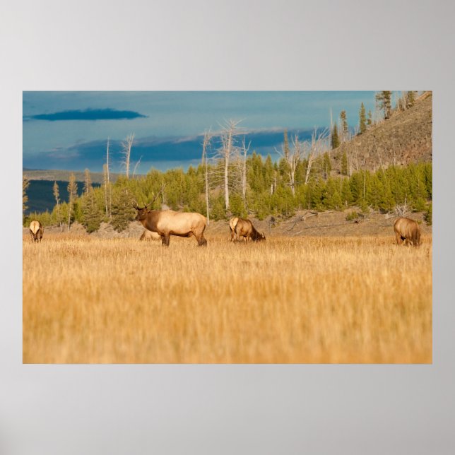 Elks Poster (Framsidan)