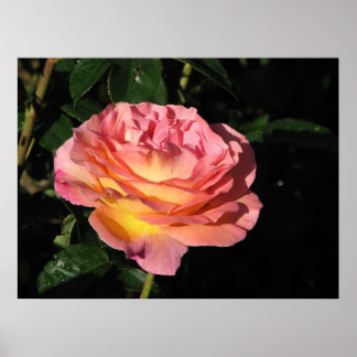Elle Hybrid Tea Ro 152 Poster