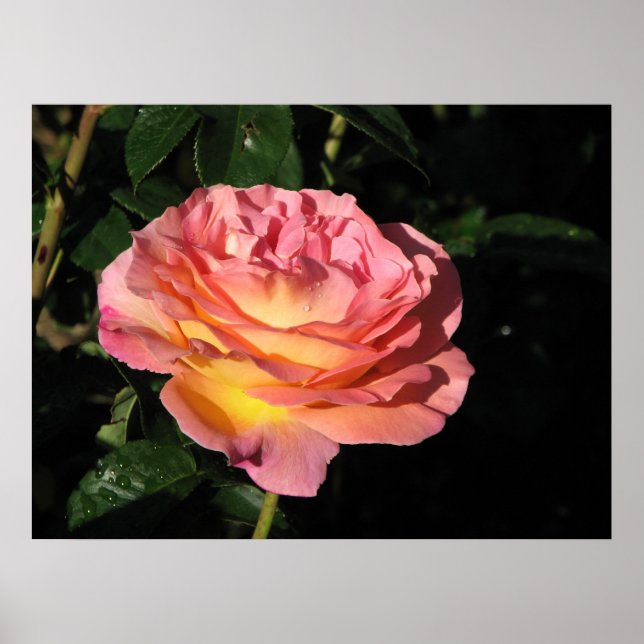 Elle Hybrid Tea Ro 152 Poster (Framsidan)