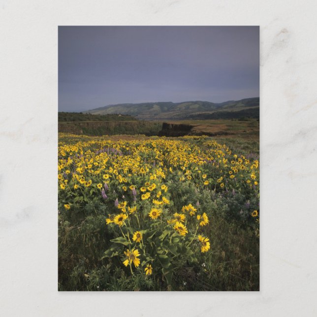 ELLER, Columbia River Gorge, Rowena Plateau, Tom Vykort (Framsida)