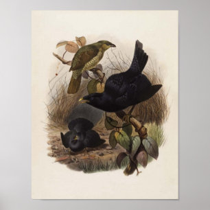 Elliot - Ptilorhynchus violaceus - Satin Bower bir Poster