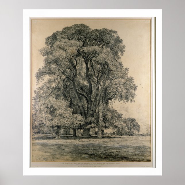 Elm träd i Old Hall Park, Öster Bergholt, 1817 (s Poster (Framsidan)
