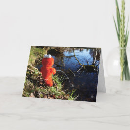 Elmo Plassend aan de waterrand. Tack Kort