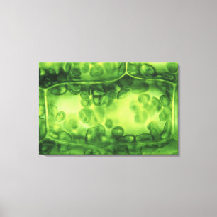 Elodea Plant Cells Canvastryck