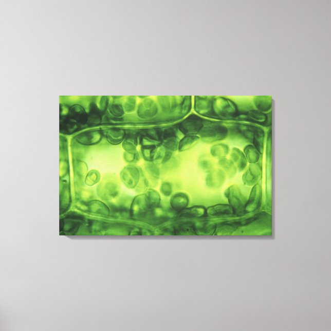 Elodea Plant Cells Canvastryck (Framsida)
