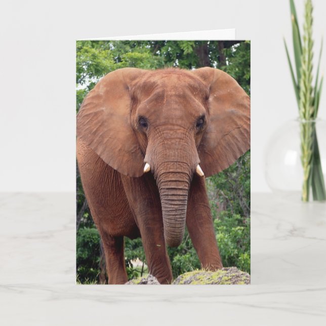 ELPEHANT Fotografi Grattiskort Kort (Framsida)